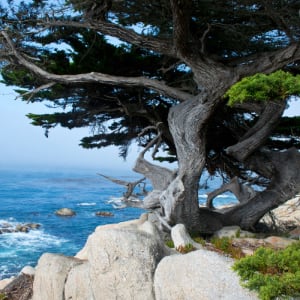 A picture of a coastal cypress tree.