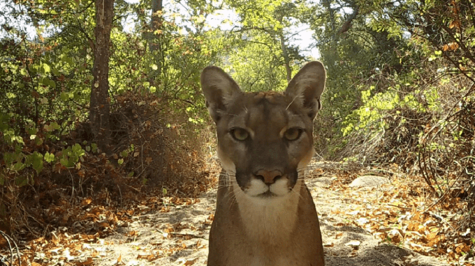 Image caption: Mountain lion near I-15 in Riverside County