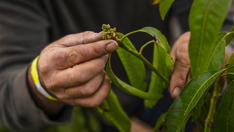 Image caption: Gary Gragg examines buds on one of the mango plants he's growing in the Sacramento Valley.