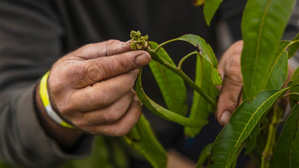Gary Gragg examines buds on one of the mango plants he's growing in the Sacramento Valley.