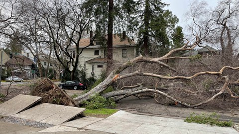 Image caption: Many regions in California were hit hard by the 2022-23 winter storms. In Sacramento, the losses came in the form of a thinning of the urban forest.