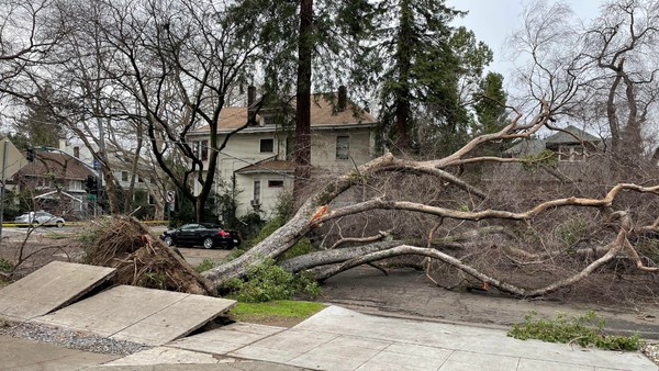 Many regions in California were hit hard by the 2022-23 winter storms. In Sacramento, the losses came in the form of a thinning of the urban forest.