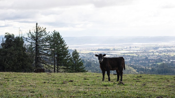 Another Attempt to Industrialize the Coast': California's Central