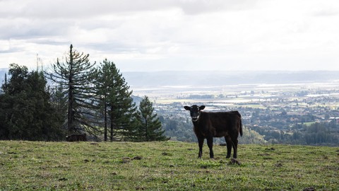 Image caption: Thanks to the work of Peninsula Open Space Trust, the Estrada Ranch in the Santa Cruz Mountains, overlooking Silicon Valley’s urban sprawl, has been preserved for future generations.