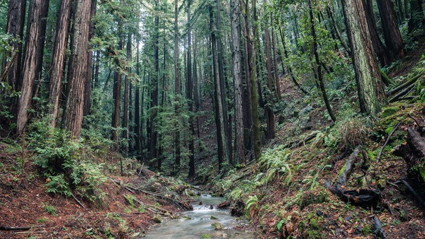 Peninsula Open Space Trust worked with landowners to preserve Estrada Ranch, one of the last large properties under family ownership in the Santa Cruz Mountains.