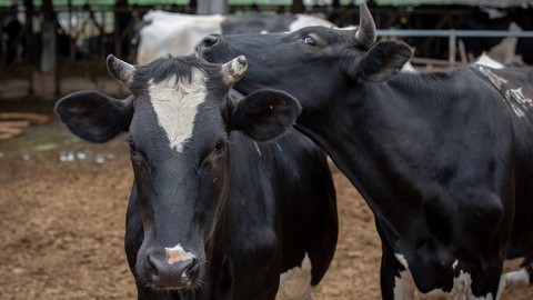 Image caption: California is considering an end to a program that gives tax credits for cow poop–based biofuels.