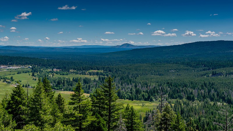 Four timber companies are among seven largest landowners in California.