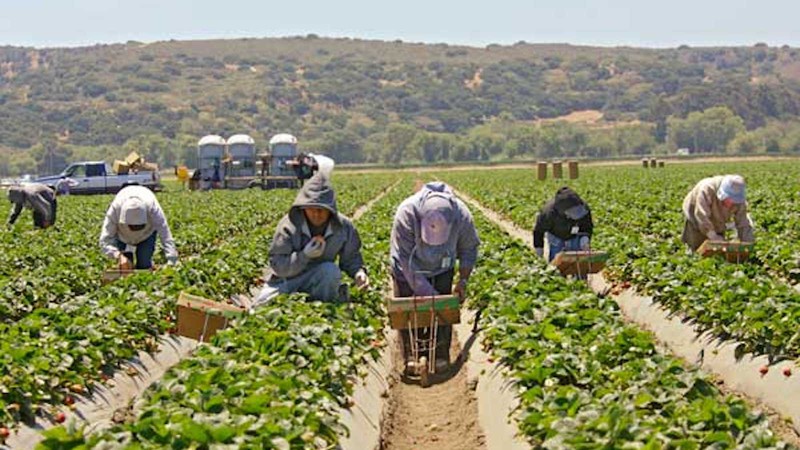 Farm workers had argued that reforms now in place in California would reduce employer retaliation for unionization efforts.
