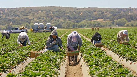 Image caption: Farm workers had argued that reforms now in place in California would reduce employer retaliation for unionization efforts.