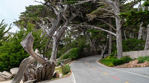 Image caption: Climate change has stressed the Peninsula’s forested areas, including the iconic Monterey cypress.
