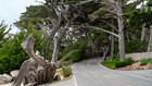 Image for display with article titled Monterey’s Trees Face Another Test with Wet Weather