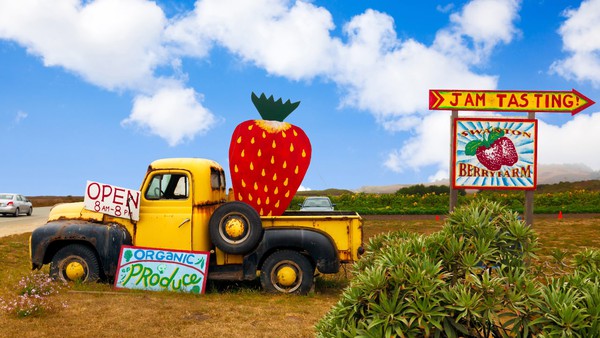 The Swanton Berry Farm, on Highway 1 north of Santa Cruz, became California's first organic commercial strawberry farm when it was launched in 1983.