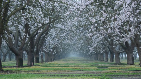 Image caption: California almond orchard in bloom. The state produces the vast majority of the world’s almond supply—about 80 percent. That number has skyrocketed over the past decade