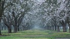 Image for display with article titled Will the End of the Almond Boom Save California Water?