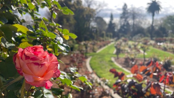 At the McKinley Park Rose Garden in Sacramento, the first rose of 2024.