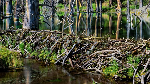 Image caption: A beaver dam and pond in the eastern Sierra.