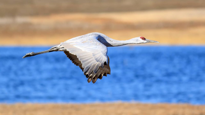 A magnificent Sandhill Crane in flight.