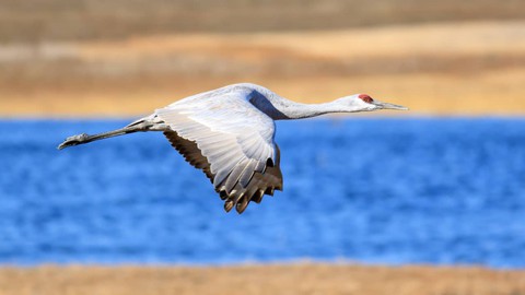 Image caption: A magnificent Sandhill Crane in flight.