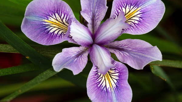 The Douglas iris is a wildflower native to central and northern ...