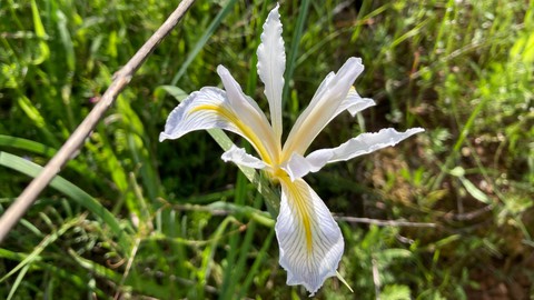 Image caption: The Douglas iris is a wildflower native to central and northern California and parts of southern Oregon.