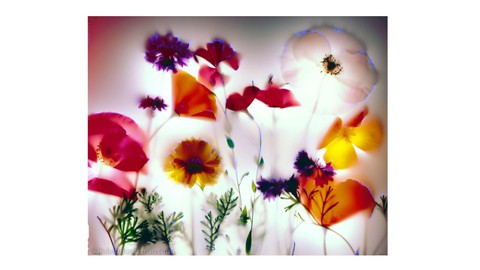 Image caption: Field Flowers (2010) by Robert Buelteman