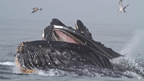 Image caption: Humpback whales lunge feeding in Monterey Bay.