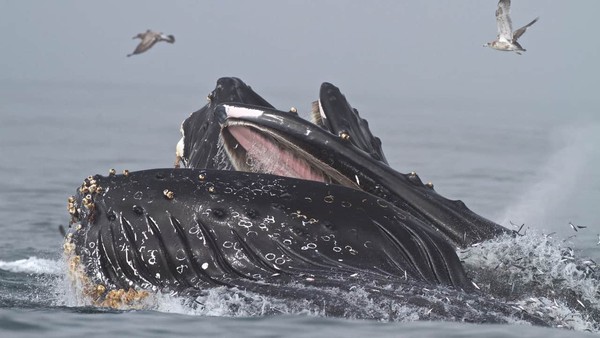 Humpback whales lunge feeding in Monterey Bay.