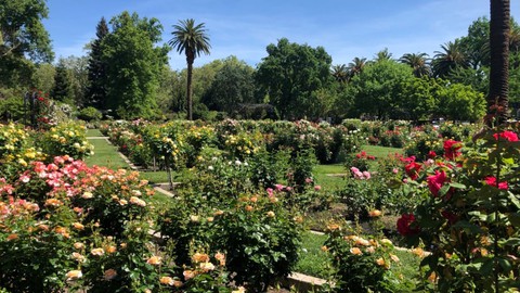 Image caption: The Memorial Rose Garden at McKinley Park in Sacramento. Built and maintained by everyday citizens as a gift to their city.