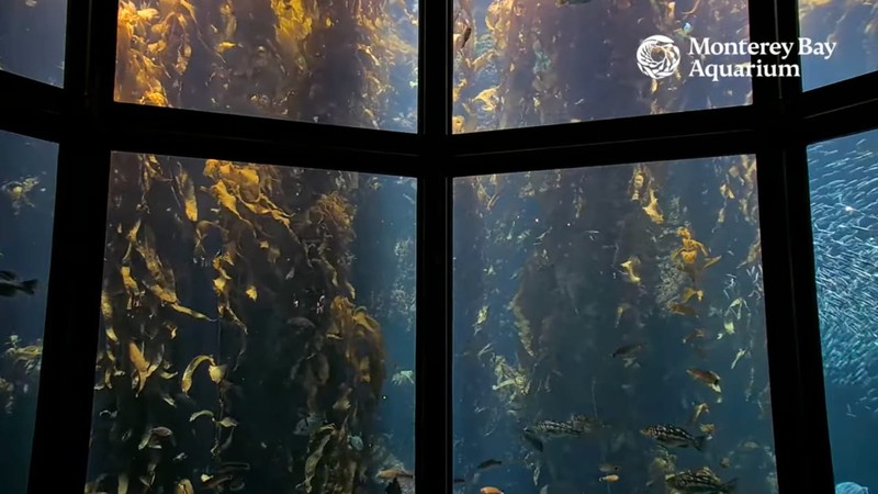 The gentle waving back and forth of the kelp forest has entranced visitors since the aquarium opened.