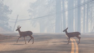 Humans weren’t the only species affected by the 2021 Caldor Fire.