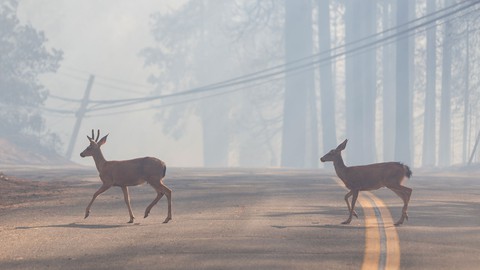 Image caption: Humans weren’t the only species affected by the 2021 Caldor Fire.
