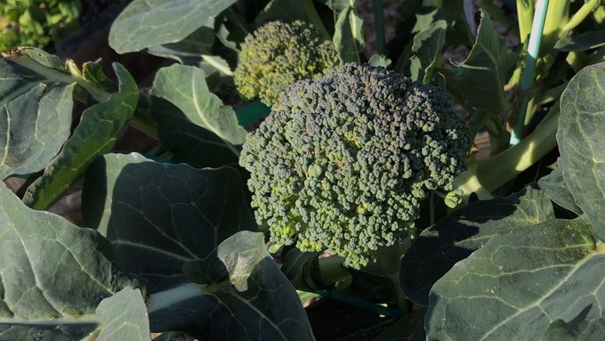 In the past five years, California gardeners searched “how to grow broccoli" more than any other cool-season crop. This broccoli grew at the Fair Oaks Horticulture Center, which will be open Saturday so gardeners can ask "how to grow" questions in person.