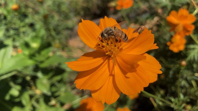 A honey bee gets its work in early, collecting pollen from the Diablo cosmos flower on what will be another hot day.