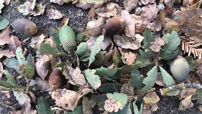 The annual acorn harvest celebrates the beginnings of the life cycle of  native oaks. These are acorns and leaves from a blue oak, which is found on the edges of the Sacramento Valley and throughout the foothills.