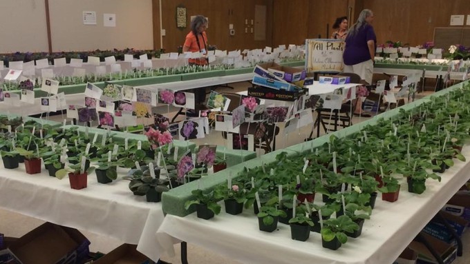 Hundreds of African violet plants are arrayed at the Shepard Garden and Arts Center during a previous show and sale by the Capital City African Violet Society.