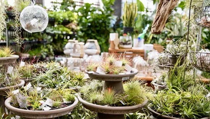 'Air plants' (which require no soil) and many other houseplants will be featured Saturday during Green Acres' 'Extraordinary Houseplant Event.'