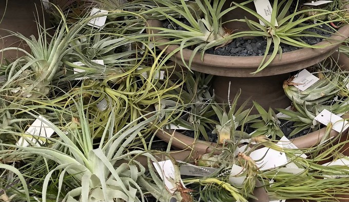 Air plants are a popular choice for indoor gardening -- no soil required! Expect to see a range of air plants and other  indoor plants at Green Acres' "Extraordinary Houseplant Event."