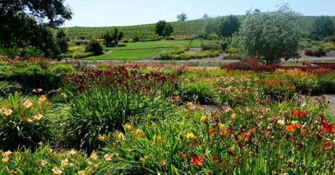 Daylilies are the specialty at the Amador Flower Farm, but there are plenty of other things to see and enjoy this weekend during Fall Fun Days.