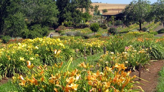Rows and rows of daylilies cover much of the 14-acre Amador Flower Farm in Plymouth, California. The farm hosts its annual Daylily Days this weekend.