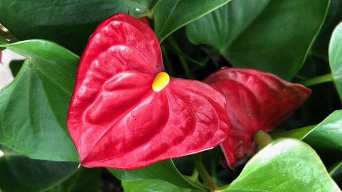 An anthurium is a natural for a Valentine's Day gift -- the red heart-shaped spathe is eye-catching.