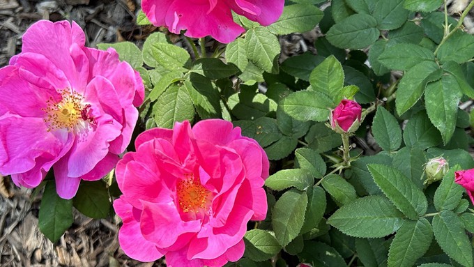 The Apothecary Rose is an ancient species rose, the type that might be seen in an English country garden. Visit such a garden May 4 as part of the Stories on Stage Davis reading, garden tour and tea.