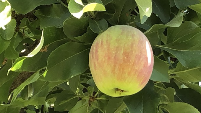 A 30-minute class on fruit tree care (including apples, of course) is one of the offerings Saturday morning during the 'Fall into Gardening' event.