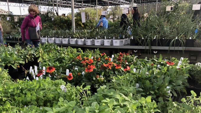 Expect to see many, many plants for sale at the UC Davis Arboretum Fall Plant Sale this Saturday.