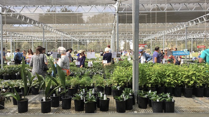 The plant shoppers return in person to the UC Davis Arboretum Teaching Nursery. (This photo is from a pre-pandemic sale.)