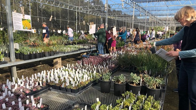 The succulent tables always are popular spots with shoppers at the UC Davis Arboretum Teaching Nursery plant sales.
