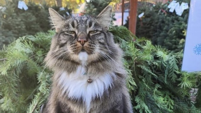 Aretha, the cat at The Plant Foundry, oversees garlands for the holiday season. The urban nursery has special events scheduled this weekend and Dec. 2.