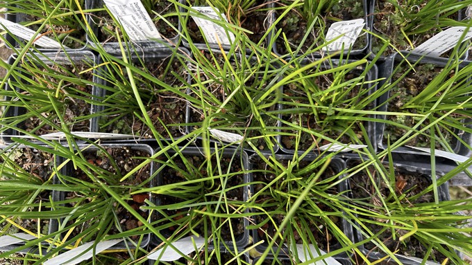 An estimated 34 3-inch pots of Argentine rain lilies (Zephyranthes candida) will be on sale during the UC Davis Arboretum clearance Saturday, according to the inventory list. The plants  bring bright white flowers to semi-shady areas during summer.