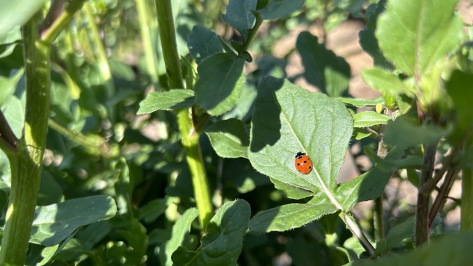 A lady beetle rests in the sun on a large arugula plant. We should have sunny or at least dry  weather for gardening through Wednesday.