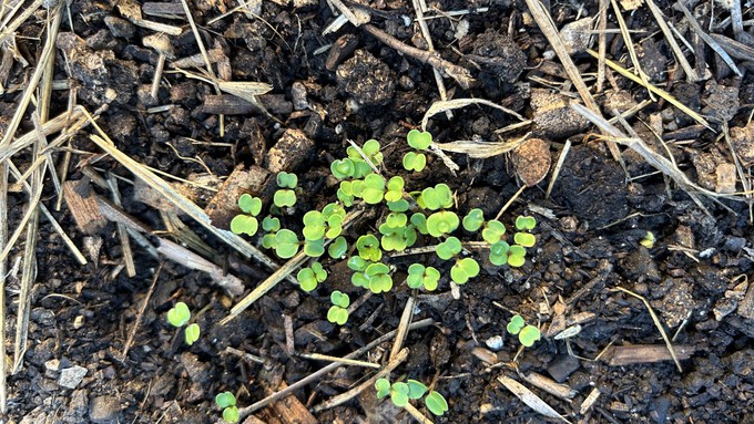 Arugula sprouts quickly and can still be started in the cool-weather garden. Keep the soil moist. (The rain we get this next week should help.)