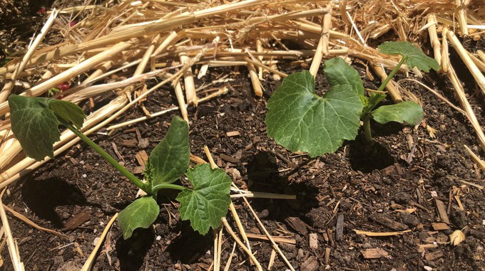 It's not too late to plant squash, but remember to keep it hydrated. Mulch helps retain that moisture.